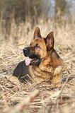 BERGER ALLEMAND 878